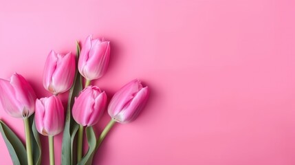 Wall Mural - Pink and white tulips. Isolated on pastel pink background. Top view. Copy space. Generative ai.