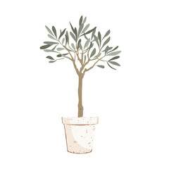 Beautiful young potted olive tree isolated on white. Vector illustration.