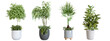 Plants in 3d rendering. Beautiful plant in 3d rendering isolated.