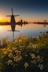 Wall Mural - Morning among the windmills in Kinderdijk - one of the most characteristic places in the Netherlands. The beautiful spring adds charm to this place.