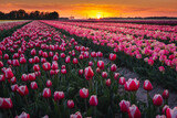 Fototapeta Tulipany - Amazing fields of colorful tulips in the Netherlands bathed in golden hour during sunset.