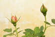 Background with rose buds flowers on vintage and grunge wall. Selective focus. Place for text. Toned image.