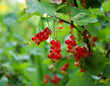 Dojrzewające owoce czerwonej porzeczki Ribes Spicatum uprawianej w ogrodzie
