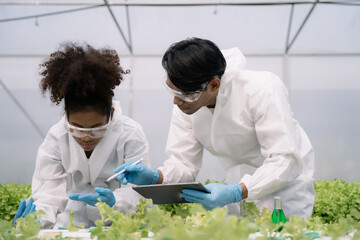 Geneticists, biologists, and scientists are studying the genetic structure of vegetables in a greenhouse.