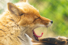 あくびをしている狐