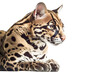 © PNG-Universe - Adorable detailed Leopardus pardalis in an ocelot portrait. Generative AI