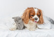 © Ermolaev Alexandr - King charles spaniel dog hugs tiny kitten under warm blanket on a bed at home