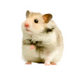 Transparent Png Rodents Stock images