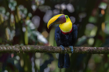 Canvas Print - Chestnut-mandibled toucan or Swainson’s toucan, Ramphastos ambiguus swainsonii. Yellow-throated toucan sitting on a branch in the rainforest around  BocaTapada in Costa Rica , Сentral America