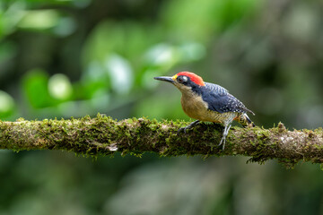 Canvas Print - Black-cheeked Woodpecker (Melanerpes pucherani) sitting in a tree in the rainforest around Boca Tapada in Costa Rica