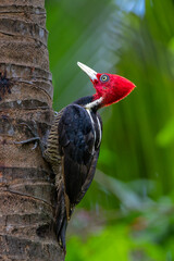 Poster - Pale-billed woodpecker (Campephilus guatemalensis)  sitting on a tree in the forest of Costa Rica