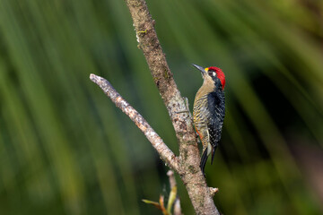 Canvas Print - Black-cheeked Woodpecker (Melanerpes pucherani) sitting in a tree in the rainforest around Boca Tapada in Costa Rica