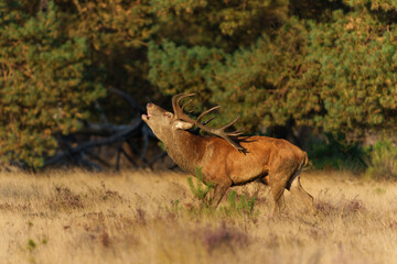 Wall Mural - Red Deer stag showing dominant behaviour in the rutting season in National park Hoge Veluwe - The Netherlands