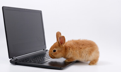 Wall Mural - rabbit geek IT master behind a laptop on a white background