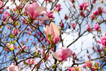 Wall Mural - Beautiful blooming pink magnolia flower tree on spring day. Flowering tree in garden