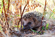 canvas print picture - Hedgehog searching for food in the summer thicket