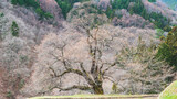 Fototapeta  - 駒つなぎの桜