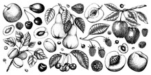 Berry And Fruit Illustrations Set. Hand Drawn Fruit Trees - Cherry, Plum, Apple, Peach, Apricot, Raspberry, Strawberry In Sketch Style. Healthy Food Drawing In Vintage Style.