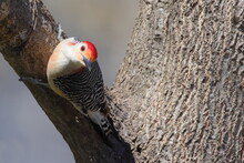 Red Bellied Woodpecker Closeup. 