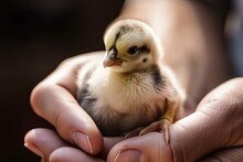 Hands Holding A Baby Chick