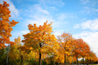 Bunte Herbstbäume in Landschaft, Bayern, Deutschland, Europa