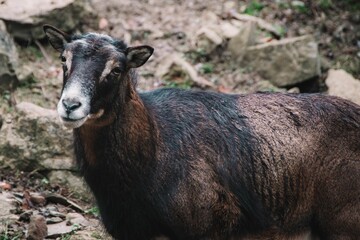 Wall Mural - Dark brown wild rock goat in Wildpark Bad Mergentheim forest in Germany