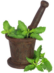 Canvas Print - Holy basil or tulsi leaves in a vintage mortar