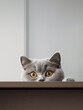 Scottish fold cat hide behind wooden table, cat head with paws peeking over wooden table