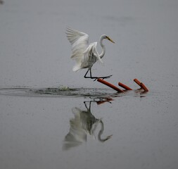 Canvas Print - Beautiful white egret near the lake with visible reflections