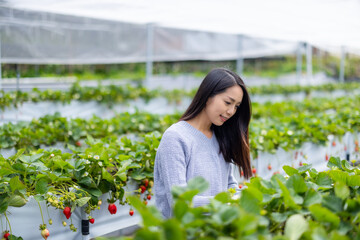 Poster - Woman go strawberry field to pick a strawberry in Miaoli of Taiwan