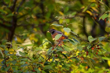 Poster - American robin, turdus migratorius perched on the thin branch of a red berries tree in a forest