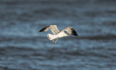 Wall Mural - Common white gull flying over the sea