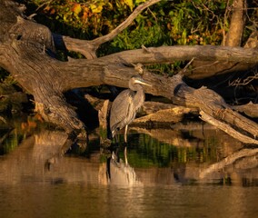 Canvas Print - Great blue heron perched on the tree branches near the lake