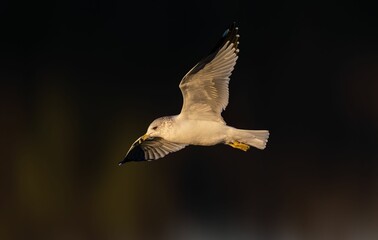 Selective focus shot of a seagull flying in a clear sky