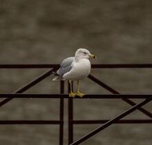 Closeup Of A Common Seagull Perched On A Metal Railing After The Rain