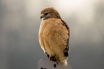 Sticker - Red-shouldered hawk perching on a sign pole with blur background