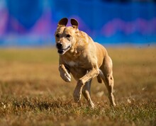 Danish Mastiff Dog Running On The Grass In The Field On A Sunny Day With Blur Background