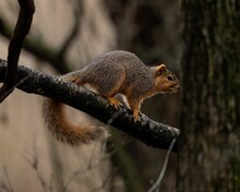 Close-up Shot Of A Beautiful Fox Squirrel Perched On A Tree Branch In A Forest