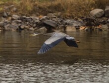 Great Blue Heron Flying Over The Lake