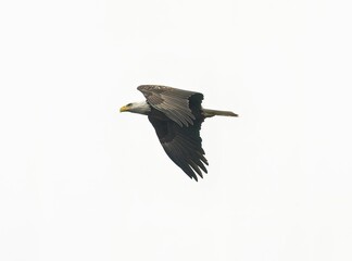 Poster - Bald eagle flying in the white sky