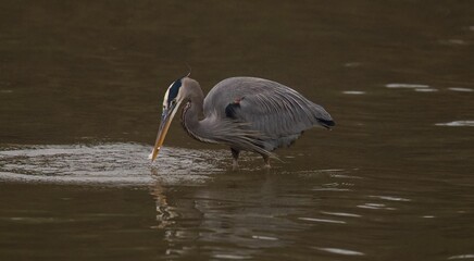 Canvas Print - Great blue heron in the lake catching a fish