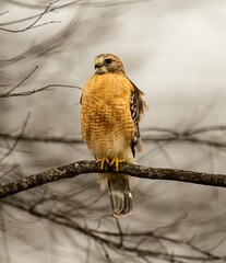 Poster - Red-shouldered hawk perched on the branch of a weathered tree