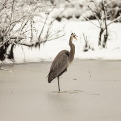 Sticker - Closeup of a great blue heron (Ardea herodias) in a frozen pond against blurred snowy background