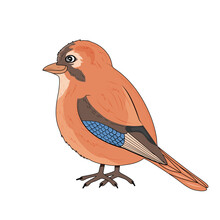 Orange Jay Bird With Blue Wing In Cartoon Style. Vector Stock Illustration. Isolated. White Background. Hand Drawn