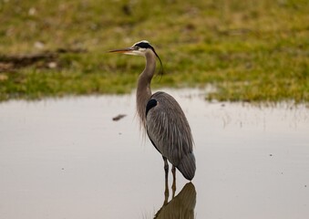 Wall Mural - Reflection of a beautiful grey heron in the lake next to the shore