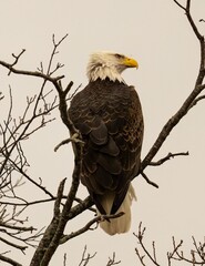 Canvas Print - Eagle perched on a tree