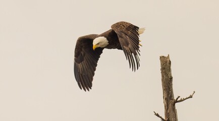 Wall Mural - the bald eagle is flying over the tree limb as it glides