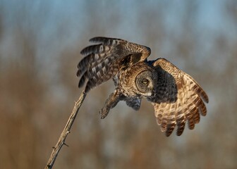 Wall Mural - Portrait of a Great grey owl flying with blur background in the forest, closeup shot