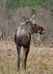 Sticker - Vertical closeup of a moose (Alces alces) in a field