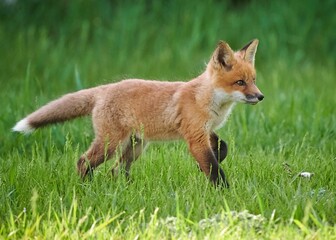 Wall Mural - Closeup of a kit fox (Vulpes macrotis) running in a park